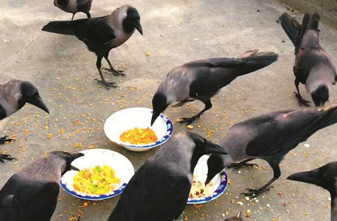 کوا(Crow): کواماحولیاتی نظام میں کم سے کم خلل کے احساس کو فروغ دیتا ہے نیز وہ ایک ہی علاقےمیں رہتے ہوئے اپنی جڑیں مضبوط کرتا ہے۔ انسانوں کو بھی چاہئے کہ وہ مستقل مزاجی کو اپنا شعار بنائیں۔کوا اپنی غذا کو بقدر ضرورت ہی استعمال کرتا ہے۔وہ اضافی کھانا ذخیرہ کرتا ہےاور احتیاط سے خرچ کرتا ہے مگر وہ انہیں ضائع نہیں کرتا۔کوےکی یہ صفت انسانوں کو کفایت شعاری کا اعلیٰ درس دیتی ہےجسے اپنا کر انسان بہتر زندگی گزار سکتا ہے۔کوے عموماً الگ الگ علاقوں میں ہوتے ہیں۔مگرجب کوئی شکاری، موسمی خطرہ یا کوئی اور تشویشناک صورتحال آتی ہے تو وہ اپنی جغرافیائی حدود کو بالائے طاق رکھتے ہوئے متحد ہوجاتے ہیں اور مل کر حالات کا مقابلہ کرتے ہیں۔اتحاد و اتفاق کی یہ خوبی انسان خود میں پیدا کرکے باہمی رشتے استوار کرسکتا ہے۔کوا اپنے وجود کو تمام برائیوں اور اچھائیوں سمیت قبول کرتا ہے۔ اس کےعلاوہ وہ اپنے اطراف ہورہے حالات و واقعات پر بھی توجہ دیتا ہے۔انسانوں کو بھی اپنے اطراف سے باخبر رہنا چاہئے۔کوے خوشی اور غم کے موقع پر ایک ساتھ ہوتے ہیں۔ ہمیں بھی ہر حال میں اپنے عزیز و اقارب کےساتھ رہنا چاہئے۔