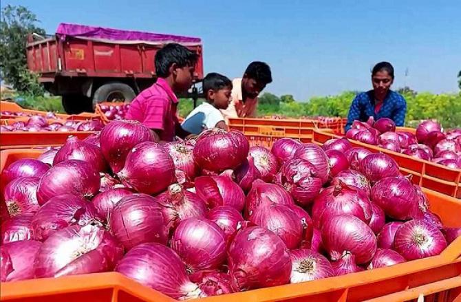 Farmers are worried about the stoppage of onion export. Photo: INN