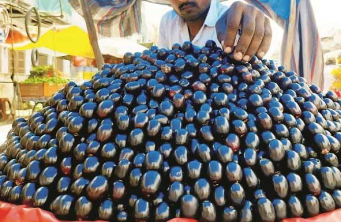Jamun is an important source of calcium, vitamin C, iron, protein and phosphorus. Photo: INN