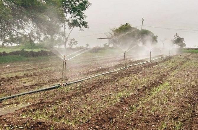A field in Narayankheda village is being irrigated from a fountain. Photo: INN.
