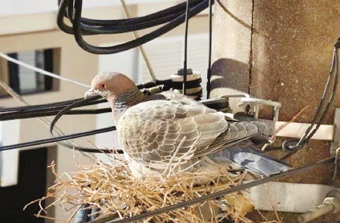 Pigeons build their nests on tall buildings or their windows.  Photo: INN