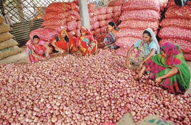 Due to the shortage of onions, there is a fear of further increase in their prices in Mumbai. (File Photo)