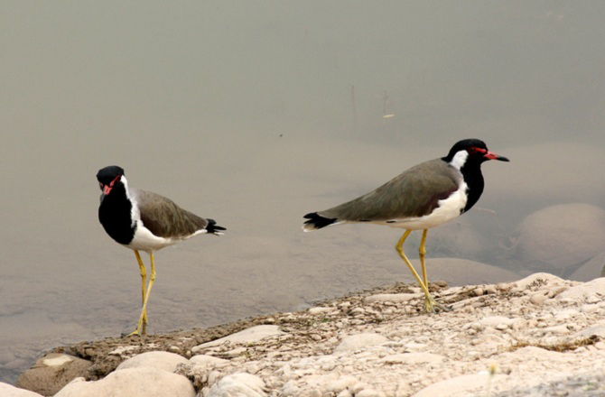مشرقی سائبیریا کا پرندہ Plover جو الاسکا میں پایا جاتا ہے، الاسکا سے موسم سرما میں جنوب کی طرف جزائر ہوائی کی جانب نقل مکانی کرتا ہے۔ اس کا پورا سفر بلاتوقف بحرالکاہل پر پرواز کرکے ہوتا ہے۔ یہ ڈھائی ہزار میل کا لمبا سفر ایک اڑان میں مکمل کرتا ہے۔&nbsp;