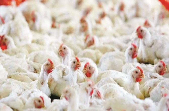 Nagpur: There is a ban of 21 days on the buyer of chickens