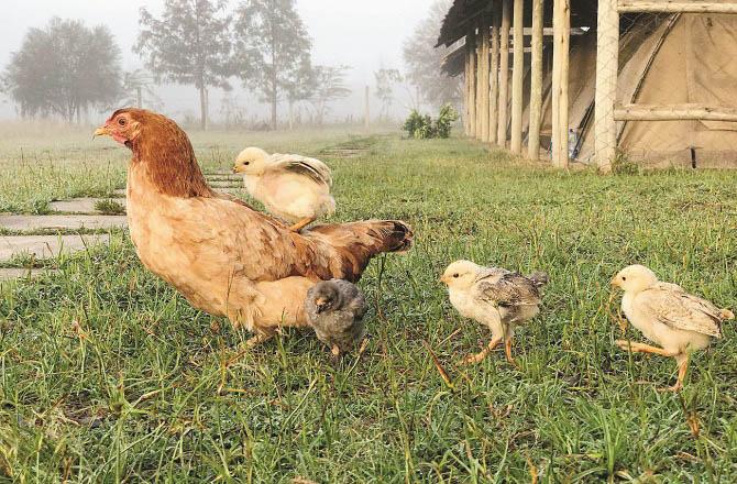 Until the chicks are grown, is it permissible for someone to touch the chicks in front of the hen? Photo: INN