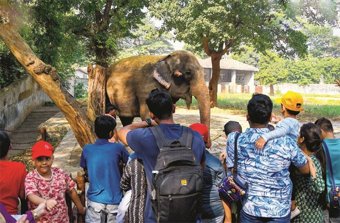 People are watching an elephant in Rani Bagh, this picture was posted by the administration on X.. Photo: INN