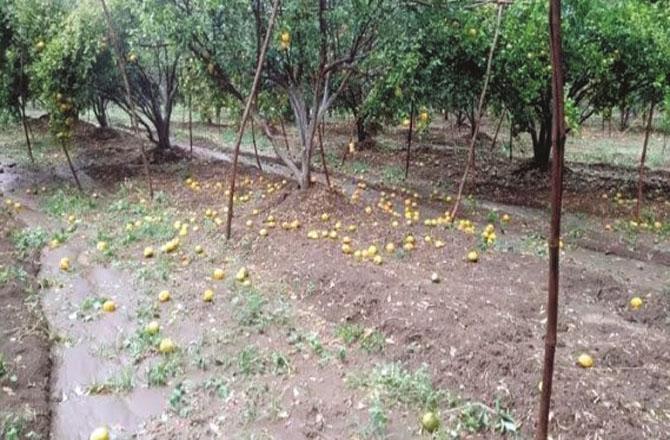 Due to strong winds, unripe fruits broke and fell in the orchards. Photo: INN