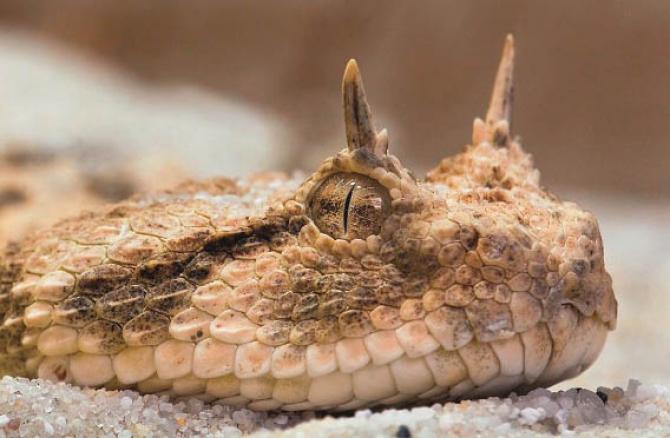 Horns help most stationary animals to hide in their surroundings. Photo: INN