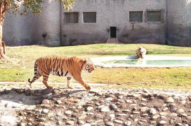 Chhatbir Zoo. Photo: INN