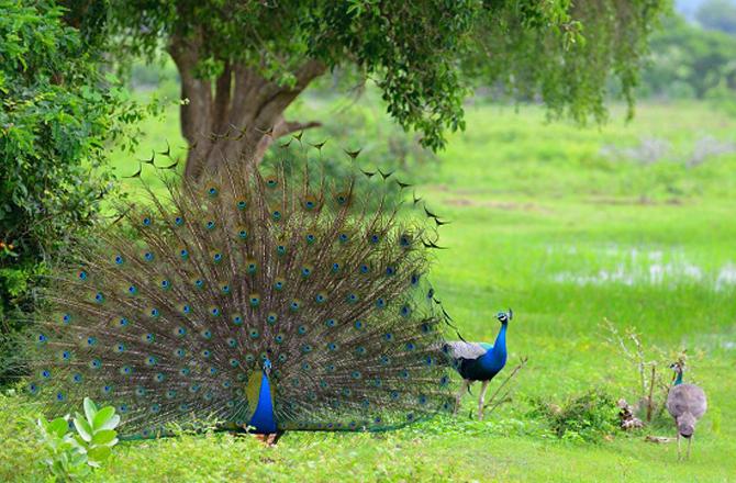 ہندوستانی ریاستوں کے سرکاری پرندے: قسط (۱)