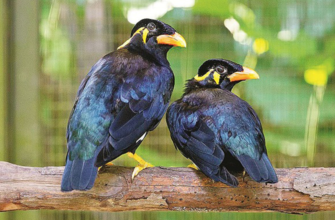 پہاڑی مینا (میگھالیہ اور چھتیس گڑھ):اسے انگریزی میں ہل مینا ( Hill Myna )کہا جاتا ہے۔ اس کا سیاہ رنگ مینا کی دیگر نسلوں سے زیادہ گہرا ہوتا ہے جبکہ چونچ کا رنگ نارنگی ہوتا ہے۔ یہ درختوں میں سوراخ کرکے گھونسلا بناتی ہے۔ اس مینا کی ایک نسل انسانوں کی طرح باتیں کرتی ہے۔