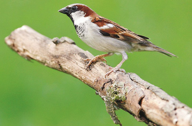 چڑیا (بہار): اسے انگریزی میں اسپیرو &nbsp;(Sparrow) کہتے ہیں۔ ایک سروے کے مطابق دنیا بھر میں ان کی تعداد میں زبردست کمی ہوئی ہے۔ دنیا میں چڑیا کی تقریباً ۴۷؍ نسلیں ہیں۔چڑیا کی خاص بات یہ ہے کہ یہ جنگلات اور صحرا میں بھی رہ سکتی ہے۔
