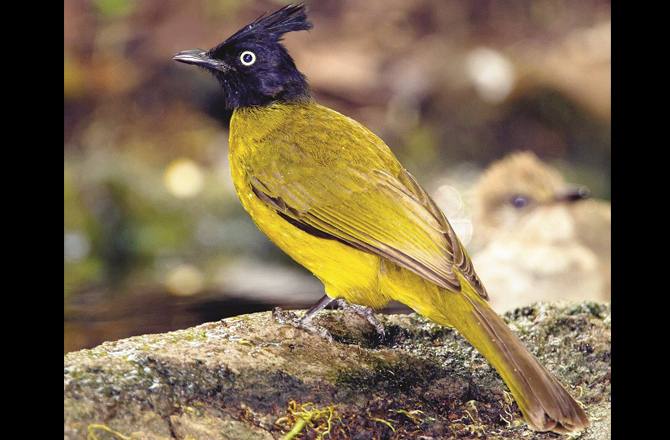 کالی کلغی والا بلبل (گوا): اسے انگریزی میں بلیک کریسٹیڈ بلبل (Black Crested Bulbul) کہتے ہیں۔ یہ پرندہ صرف جنگلات میں پایا جاتا ہے۔ یہ ایک شرمیلا پرندہ ہے۔ جھنڈ میں شاذ و نادر ہی اڑتا ہے۔
