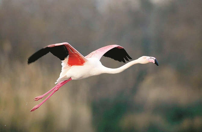بشروش (گجرات): اسے انگریزی میں فلیمینگو (Flamingo) کہتے ہیں۔ یہ پرندہ کیچڑ میں رہتا ہے اور اسی میں انڈے دیتا ہے۔ بشروش ۶۰؍ سال تک زندہ رہ سکتا ہے۔ اسے گلابی بشروش اور سرخ بشروش بھی کہا جاتا ہے۔