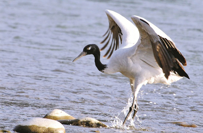 کالی گردن والا سارس (جموں کشمیر):انگریزی میں بلیک نیکڈ کرین (Black-Necked Craneـ) کہلاتا ہے۔ بودھ مذہب میں اس پرندے کااحترام کیا جاتا ہے۔&nbsp;