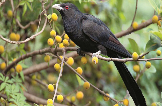 ایشیائی کوئل (جھارکھنڈ): انگریز ی میں ایشین کوئل (Asian Koel) کہلاتی ہے۔ اس کے بچوں کی پرورش دوسرے پرندے کرتے ہیں کیونکہ یہ کوے یا دیگر پرندوں کے گھونسلوں میں انڈے دیتی ہے۔&nbsp;