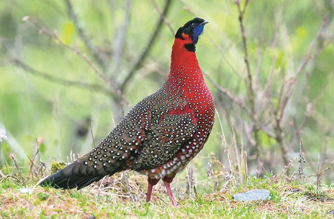 مغربی کبک (ہماچل پردیش): اسے انگریزی میں ویسٹرن ٹریگوپن (Western Tragopan) کہتے ہیں۔ یہ پرندہ آہستہ آہستہ ختم ہوتا جارہا ہے۔ ہماچل پردیش میں اسے جوجو رانا (پرندوں کا بادشاہ) کہا جاتا ہے۔&nbsp;