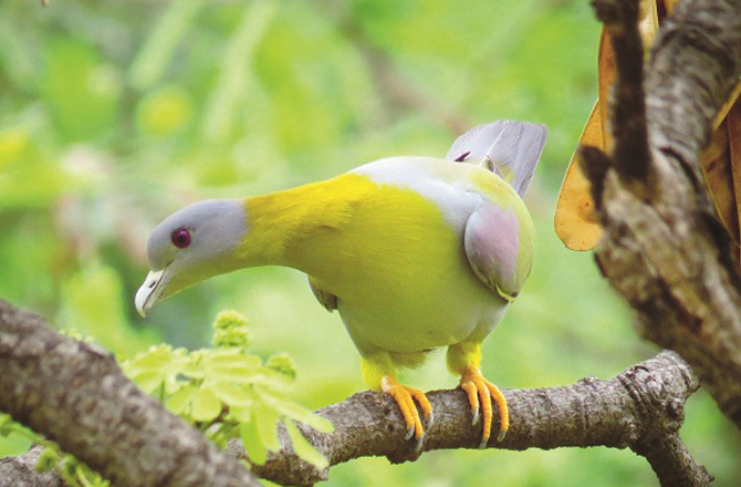 زرد پنجوں والا سبز کبوتر (مہاراشٹر): انگریزی میں یلو فوٹیڈ گرین پیجن (Yellow-Footed Green Pigeon) کہتے ہیں۔ مراٹھی میں ہریال کہلاتا ہے۔ صبح کے وقت اپنے پسندیدہ درخت کی سب سے اونچی شاخ پر بیٹھنا اسے پسند ہے۔&nbsp;