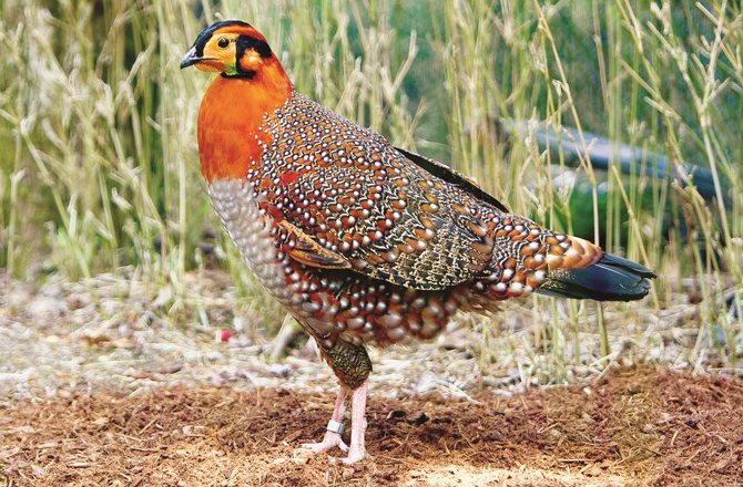 بلائتھ تیتر (ناگالینڈ): اسے انگریز ی میں بلائتھ ٹریگوپین (Blyth`s Tragopan) کہتے ہیں۔دنیا میں صرف ۱۰؍ ہزار بلائتھ تیتر ہیں۔ یہ سنسان جگہوں کو زیادہ پسند کرتے ہیں۔&nbsp;