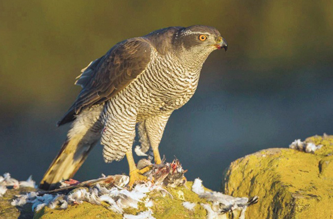شمالی باز (پنجاب): انگریزی میں نورتھن گو س ہاک (Northern Goshawk) کہتے ہیں۔ اس کا مسکن بلند درخت ہے۔ شمالی باز دیگر پرندوں کی نظروں سے چھپ کررہتا ہے اور اڑتے وقت ہی شکار کرلیتا ہے۔ اگر انسان اس کے گھونسلے کے قریب جاتے ہیں تو یہ ان پر بھی حملہ کرتا ہے۔&nbsp;