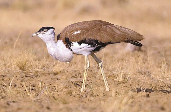 عظیم ہندوستانی تغدار (راجستھان): اسے انگریزی میں گریٹ انڈین بسٹرڈ (Great Indian Bustard) کہتے ہیں۔ یہ سارس کی قسم کا ایک پرندہ ہے۔ اڑنے والے وزنی پرندوں میں اس کا شمار ہوتا ہے۔ ملک کے آبائی پرندوں میں یہ سب سے بڑا پرندہ ہے۔