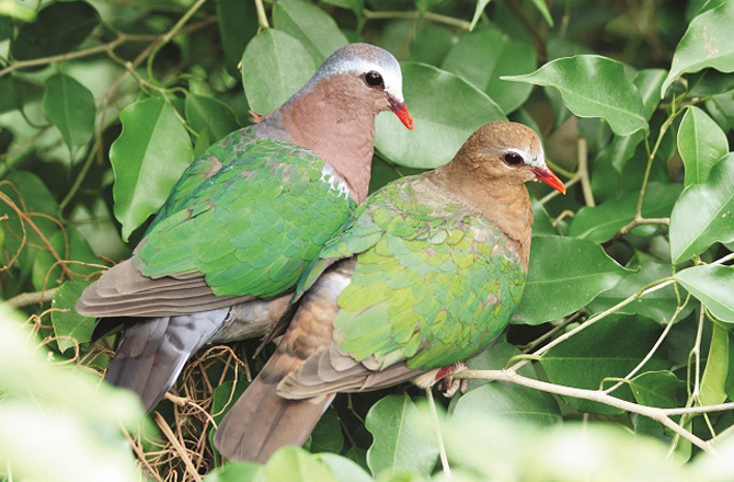 فیروزی سبز فاختہ (تمل ناڈو): اسے انگریزی میں امیرالڈ ڈو (Emerald Dove) کہا جاتا ہے۔ دیگر کبوتروں کے مقابلے میں اس کے اڑنے کی رفتار زیادہ تیز ہوتی ہے۔ درختوں پر کم وقت گزارتی ہے اور اڑنا زیادہ پسند کرتی ہے۔&nbsp;