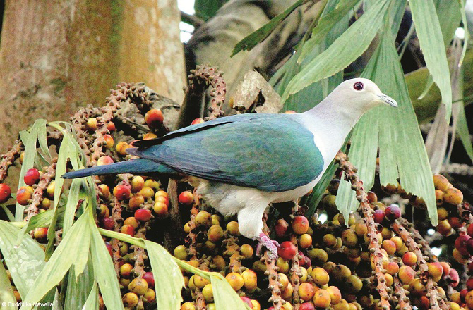 سبز شاہی کبوتر (تریپورہ): انگریزی میں گرین امپیریل پیجن (Green Imperial Pigeon) کہتے ہیں۔ یہ پرندہ گھنے جنگلات میں پایا جاتا ہے۔ نر اور مادہ دونوں کی گردن کا رنگ ہلکا چاکلیٹی ہوتا ہے۔ نر اور مادہ میں اتنی مشابہت ہوتی ہے کہ ان کا فرق کر نا مشکل ہوتا ہے۔&nbsp;