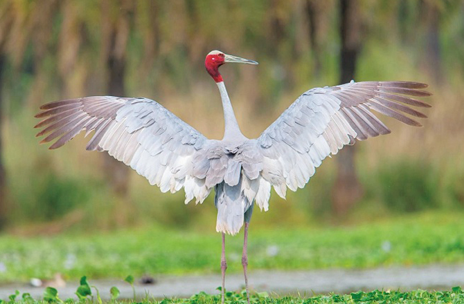 قرمزی سارس (اتر پردیش): اسے انگریزی میں سارس کرین (Sarus Crane) کہتے ہیں۔ یہ سارس کی نسل کا ایک پرندہ ہے جو ہجرت نہیں کرتا۔ یہ سارس اپنا گھر برسات کے موسم میں بناتا ہے جو پانی کے درمیان ہوتا ہے۔&nbsp;
