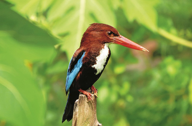 سفید ماہی خور (مغربی بنگال): انگریزی میں وہائٹ تھروٹیڈ کنگ فشر (White Throated Kingfisher) کہا جاتا ہے۔ یہ کیڑے مکوڑے، کیکڑے اور پرندوں کو بھی کھاتا ہے۔ تالاب یا دریا کے کنارے اس کا مسکن ہوتا ہے۔ اونچی عمارتوں یا درختوں پر بیٹھنا پسند کرتا ہے۔&nbsp;