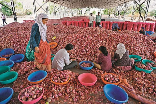 Government active to control onion price. Photo: Ashish Raje