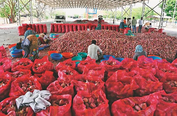 Onion export has increased. Photo: INN.