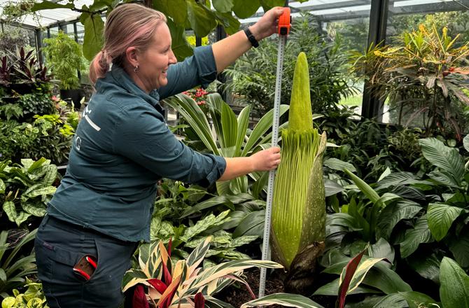 A park staff member measures the height of the Corpus Christi flower before it blooms. Photo: X