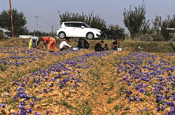 Its flowers are visible in a saffron field in Kashmir. Photo: PTI.