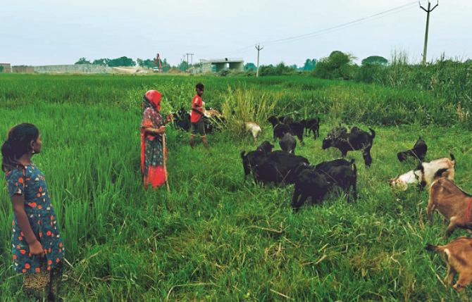 The goat herders in the village have to take care that the cattle do not stray into the fields and destroy the crops. Photo: INN