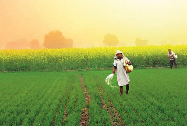 This is the time when the farmer puts his money in the chest of the dry land, then Allah blesses him with fertility and clothes the earth with a green robe and prepares food for countless people and animals on the earth. Photo: INN