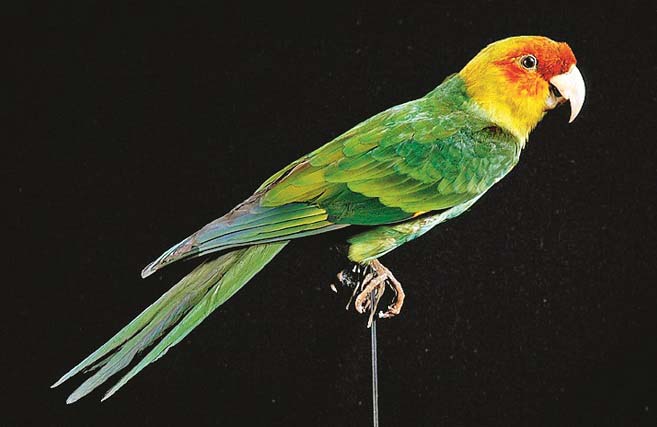 کارولینا پارجٹ (Carolina Parakeet)&nbsp; شمالی امریکہ کا یہ رنگین طوطا ۲۰؍ویں صدی کے آغاز میں معدوم ہوا اور اب سائنسداںاس کی خصوصیات کو موجودہ نسلوں میں واپس لانے کی کوشش کر رہے ہیں۔اس پرندے کواس کے خوبصورت رنگوں کی وجہ سے یاد رکھا جاتا ہے نیز یہ واحد طوطے کی نسل تھی جو امریکہ میں قدرتی طور پر پائی جاتی تھی۔