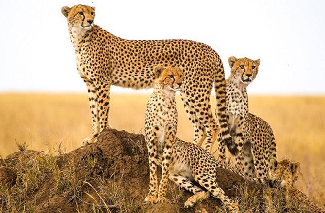 Efforts are being made to increase the number of cheetahs in India. Photo: INN.