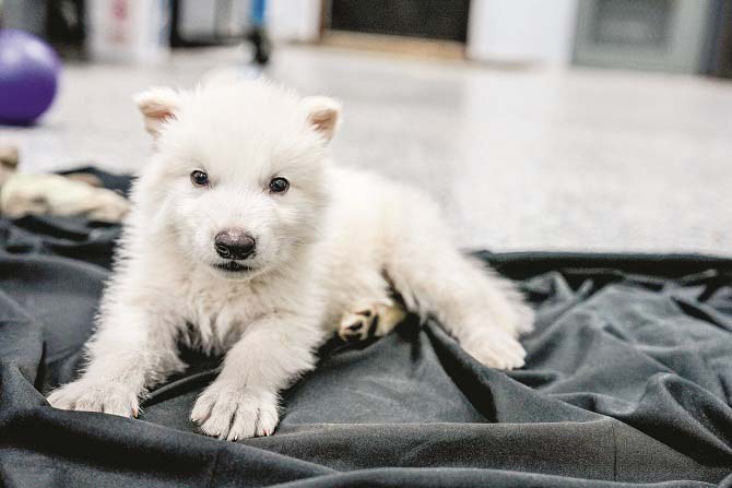 

Dire wolf(ڈائر وولف) 
امریکہ کی ایک جینیاتی انجینئرنگ کمپنی کلوسل بایو سائنسز نے ۱۳؍ ہزارسال قبل ختم ہوگئے &rsquo;&rsquo;ڈائر وولف&lsquo;&lsquo; (جو بھیڑیئے کی سب سے خونخوار اور طاقتور نسل ہے) کے تین بچوں کو &rsquo;&rsquo;ڈی ایکسٹنکٹ&lsquo;&lsquo; کیا ہے۔ کمپنی نے ان تینوں ڈائر وولف کو &rsquo;&rsquo;ریموس&lsquo;&lsquo;، &rsquo;&rsquo;رومولس&lsquo;&lsquo; اور &rsquo;&rsquo;خلیسی&lsquo;&lsquo; کا نام دیا ہے۔ ریموس اور رومولس یکم اکتوبر ۲۰۲۴ء اور خلیسی ۲۰۲۵ء میں پیدا ہوا ہے۔ ان تینوں کو ڈائر وولف کے جینوم سے اخذ کردہ جینیاتی ترامیم کے استعمال سے معدومیت سے واپس لایا گیا۔ بھیڑیئے کے تینوں بچے امریکہ میں ۲؍ ہزار ایکڑ رقبے پر پھیلے جنگل میں پرورش پا رہے ہیں۔

