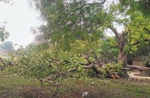  بارش کے موسم کا آغاز ہوتے ہی گاؤں میں شجرکاری کی مہم شروع ہوجاتی تھی