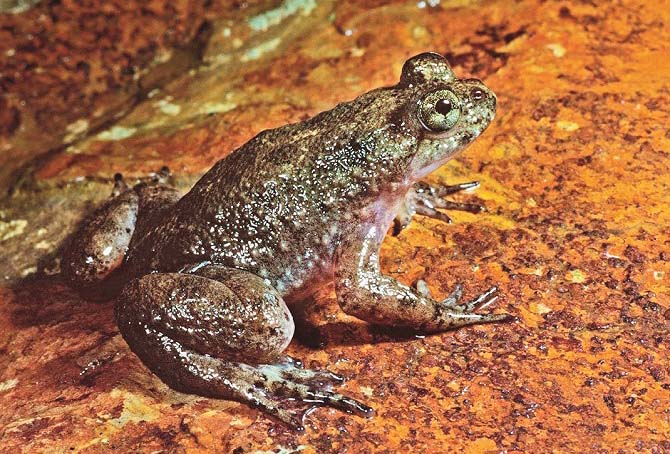 گاسٹرک بروڈنگ فروگ&nbsp;(Gastric-brooding frog)&nbsp;آسٹریلیا میں معدوم ہونے والے اس مینڈک کوڈی این اے تکنیک کے ذریعے کلون کرنے کی کوشش کی گئی۔ اگرچہ مکمل مینڈک پیدا نہیں ہوا لیکن زندہ خلیات پیدا کرنے میں کامیابی ملی۔۱۹۸۰ء میں یہ معدوم ہوا۔