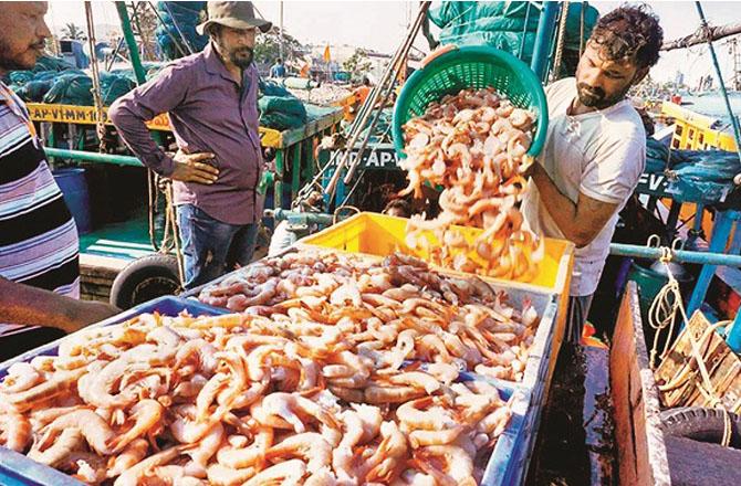 Shrimp accounts for 92 percent of seafood exported from India to the US. Photo: INN.
