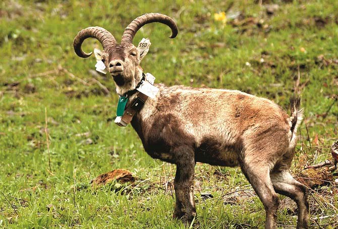 پائرینین آئی بیکس (Pyrenean Ibex)&nbsp;یہ دنیا کا پہلا جاندار تھا جسے معدوم ہونے کے بعد کلوننگ کے ذریعے ۲۰۰۳ءمیں دوبارہ پیدا کیا گیا، لیکن یہ صرف ۷؍منٹ تک زندہ رہا بعد میں پھیپھڑوں کے نقص کے باعث مر گیا۔یہ جاندار ۲۰۰۰ء میں معدوم ہوا ہے۔ اگرچہ یہ زندہ نہ رہ سکا لیکن اس سے تحقیق کی راہ ہموار ہوئی۔