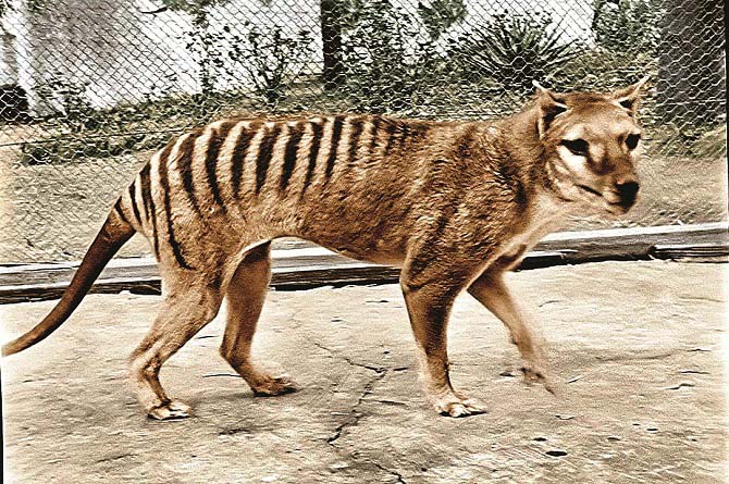 تھیلاسین (Thylacine)&nbsp;اسے &rsquo;&rsquo;تسمانیائی ٹائیگریا وولف&lsquo;&lsquo; بھی کہا جاتا ہے۔ آسٹریلیا کا یہ گوشت خور جانور ۱۹۳۶ءمیں ختم ہوا مگر حالیہ برسوں میں کلوننگ اورڈی این اے ریسرچ سے اسے زندہ کرنے کی کوشش کی جا رہی ہے۔ تھیلاسین کا جسم کتے جیسا، خم دار دھاری دار دم اور پیٹھ پر ببر شیر جیسی دھاریاں تھیں۔
