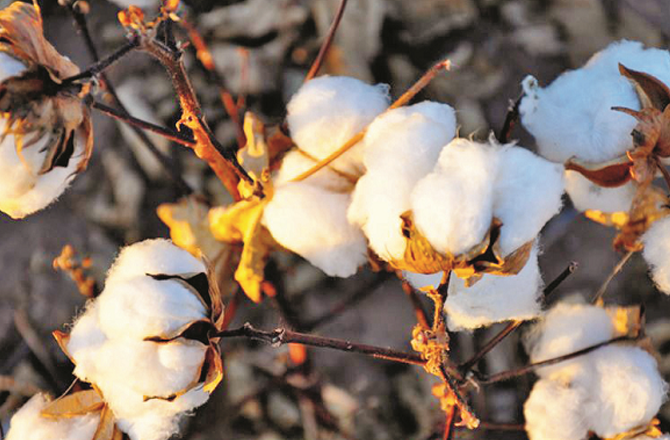 Clothes made from pure plants are durable for sensitive skin. Photo: INN