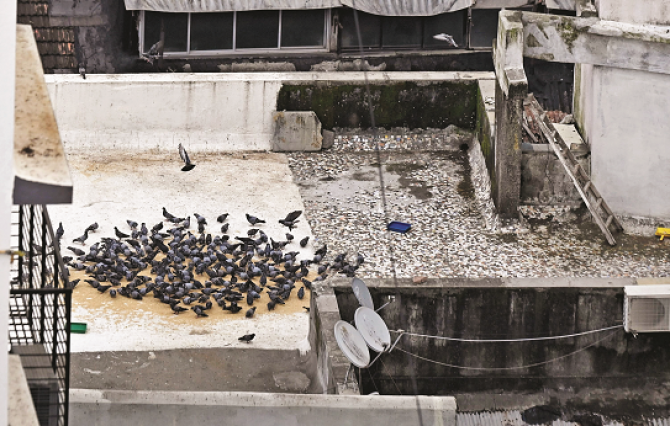 Pigeons are being fed grain near the Dadar pigeon house despite the ban. Photo: Inqilaba, Ashish Raje