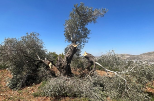 اسرائیلی جارحیت کے باعث صرف ایک ہفتے میں فلسطینی زراعت کو ۷۰؍ لاکھ ڈالر کا نقصان