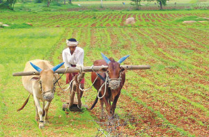 وزیراعلیٰ ریلیف فنڈ میں ایک ارب روپےجمع ہیں کسانوں پر صرف ۷۵؍ ہزار روپےخرچ ہوئے 
