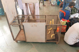 کلیان اسٹیشن پر بے لگام بندر سے خوف ودہشت کا ماحول 