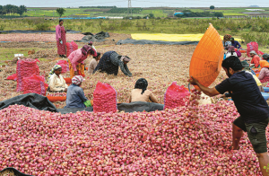 برآمدات میں کمی آنے سے پیاز کی قیمت میں بڑی گراوٹ