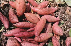 وٹامن اے سے بھرپور شکر قندی بینائی کیلئے مفید